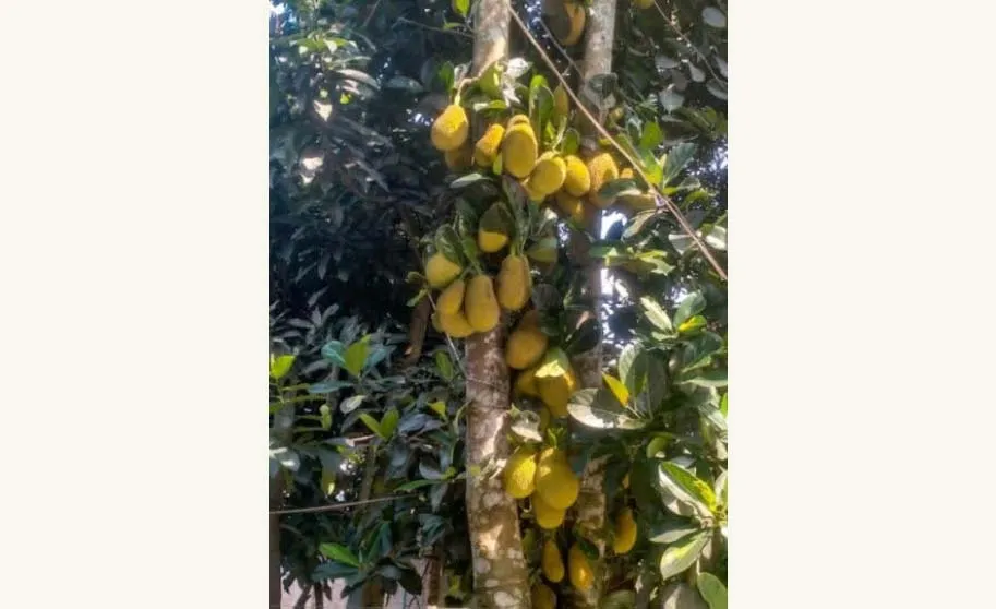 এক গাছে শত কাঁঠাল ! 